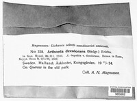 Image of Dendrographa decolorans